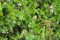 Erodium moschatum